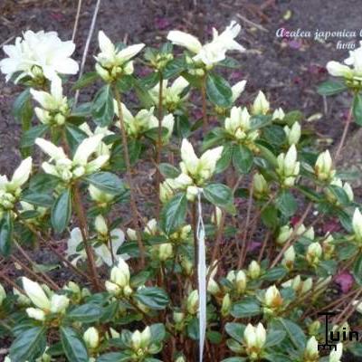 Rhododendron  'Olga Niblett' - 