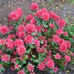 Rhododendron  'Hino-crimson' - Rhododendron 'Hino-crimson'