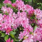 Rhododendron 'Cosmopolitan - 