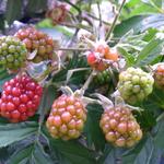 Rubus fruticosus 'Thornless Evergreen' - Rubus fruticosus 'Thornless Evergreen'