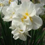 Narcissus tazetta 'Bridal Crown' - 
