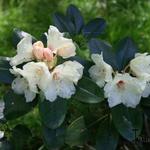 Rhododendron yakushimanum 'Volker' - 