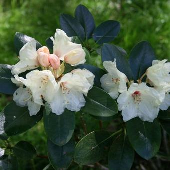 Rhododendron yakushimanum 'Volker'