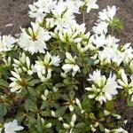 Rhododendron kiusianum 'Fago No Fugi' - 