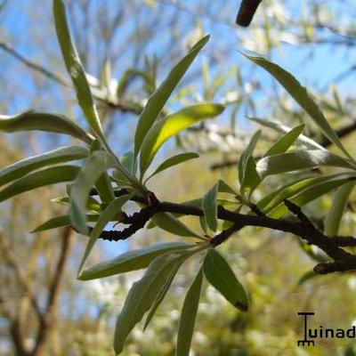 Pyrus salicifolia - 