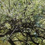 Pyrus salicifolia - Weidenblättrige Birne