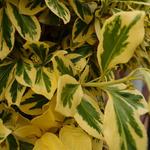 Euonymus fortunei 'Emerald'n Gold'