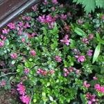 Rhododendron 'Arends Favorite' - 