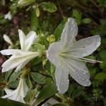 Rhododendron  'Palestrina' - 