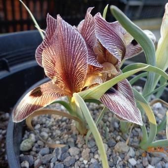 Iris acutiloba lineolata