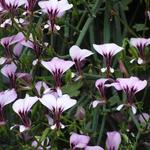 Pelargonium tetragonum - 