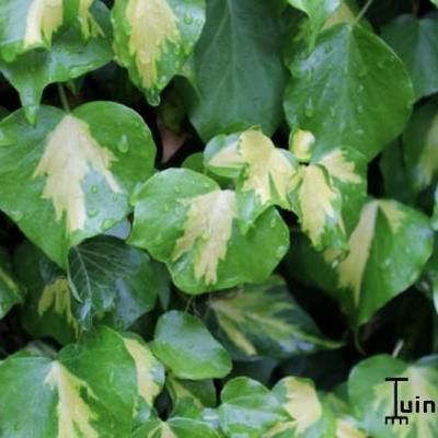 Hedera helix 'Gold Heart' - 