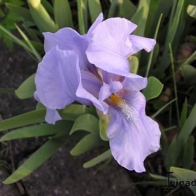 Iris pumila 'Little Sapphire' - 