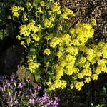Aurinia saxatilis - Corbeille d'or