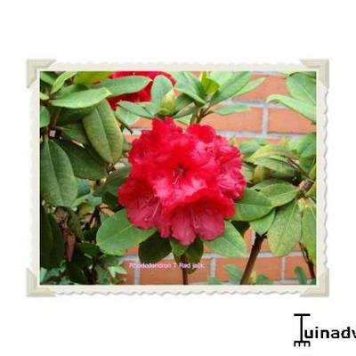 Rhododendron 'Red Jack' - Rhododendron 'Red Jack'