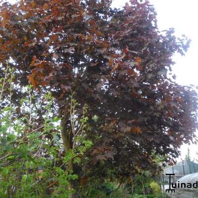 Acer platanoides  'Faassen's Black' - 