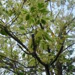 Acer platanoides 'Drummondii' - 
