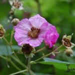 Rubus odoratus - Ronce odorante