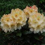 Rhododendron 'Horizon Monarch' - 