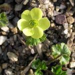 Anemone obtusiloba yellow-flowered - 