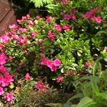 Rhododendron 'Multiflorum' purper - 