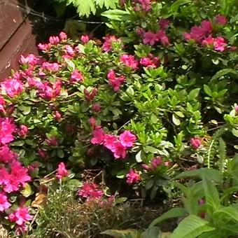 Rhododendron 'Multiflorum' purper