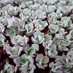 Sedum spathulifolium - Spatelblätttrige Fetthenne