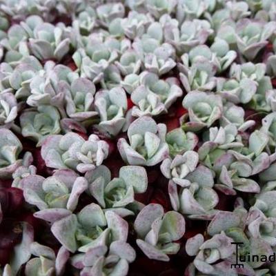Sedum spathulifolium - 