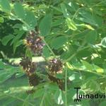 Amorpha herbacea - Amorpha herbacea - 