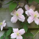 Clematis montana 'Fragrant Spring' - 