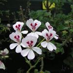 Pelargonium echinatum - 