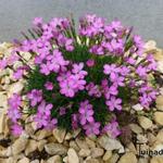 Dianthus microlepis - 