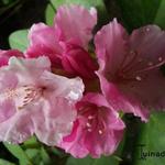 Rhododendron 'Doc' - 