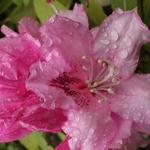 Rhododendron 'Albert Schweitzer' - 