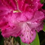 Rhododendron 'Germania' - 