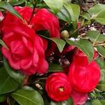Camellia japonica 'Cereixa de Tollo’ - 