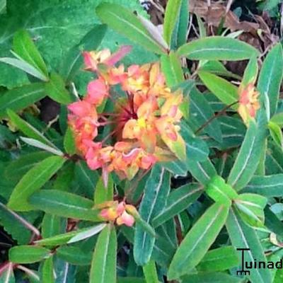 Euphorbia griffithii 'Dixter' - 
