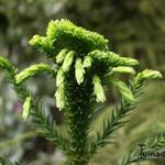 Cryptomeria japonica  'Cristata' - 
