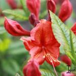 Rhododendron 'Hotspur Red' - 