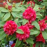 Rhododendron 'Wilgen´s Ruby' - 