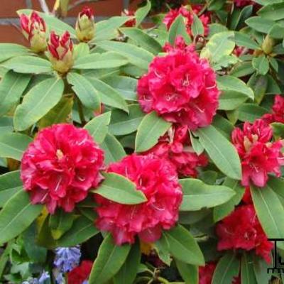Rhododendron 'Wilgen´s Ruby' - Rhododendron 'Wilgen´s Ruby'