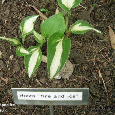 Hosta 'Fire and Ice' - Hosta 'Fire and Ice'