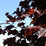 Acer platanoides 'Royal Red' - 