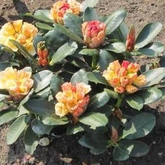Rhododendron 'Horizon Monarch'