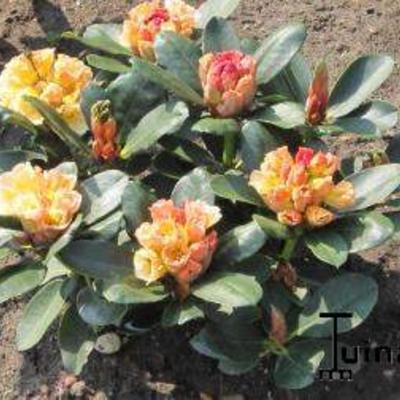 Rhododendron 'Horizon Monarch' - 