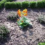 Calceolaria - Calceolaria - Pantoffelblumen