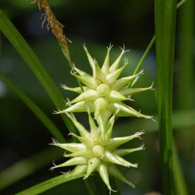 Carex grayi - Morgenstern-Segge - Carex grayi