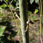 Acer pensylvanicum  - Streifen-Ahorn