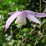 Clematis alpina 'Willy' - 