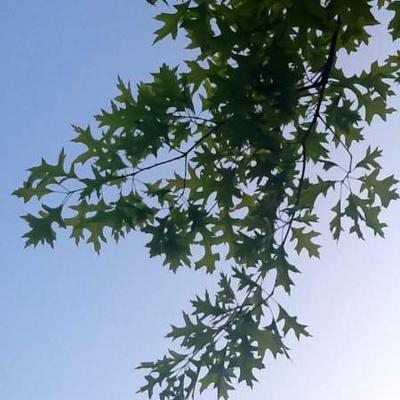Quercus palustris - 